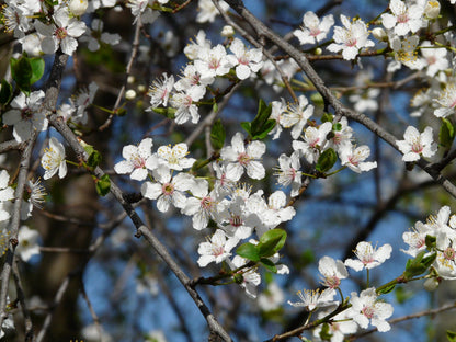 5 American Plum (Prunus Americana) Seeds