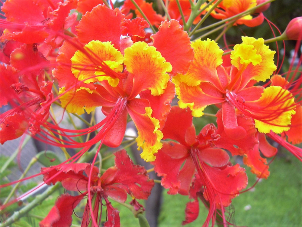 10 Red Bird of Paradise (Caesalpinia Pulcherrima) Seeds