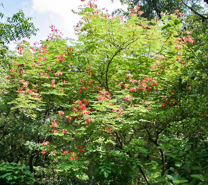 10 Red Bird of Paradise (Caesalpinia Pulcherrima) Seeds