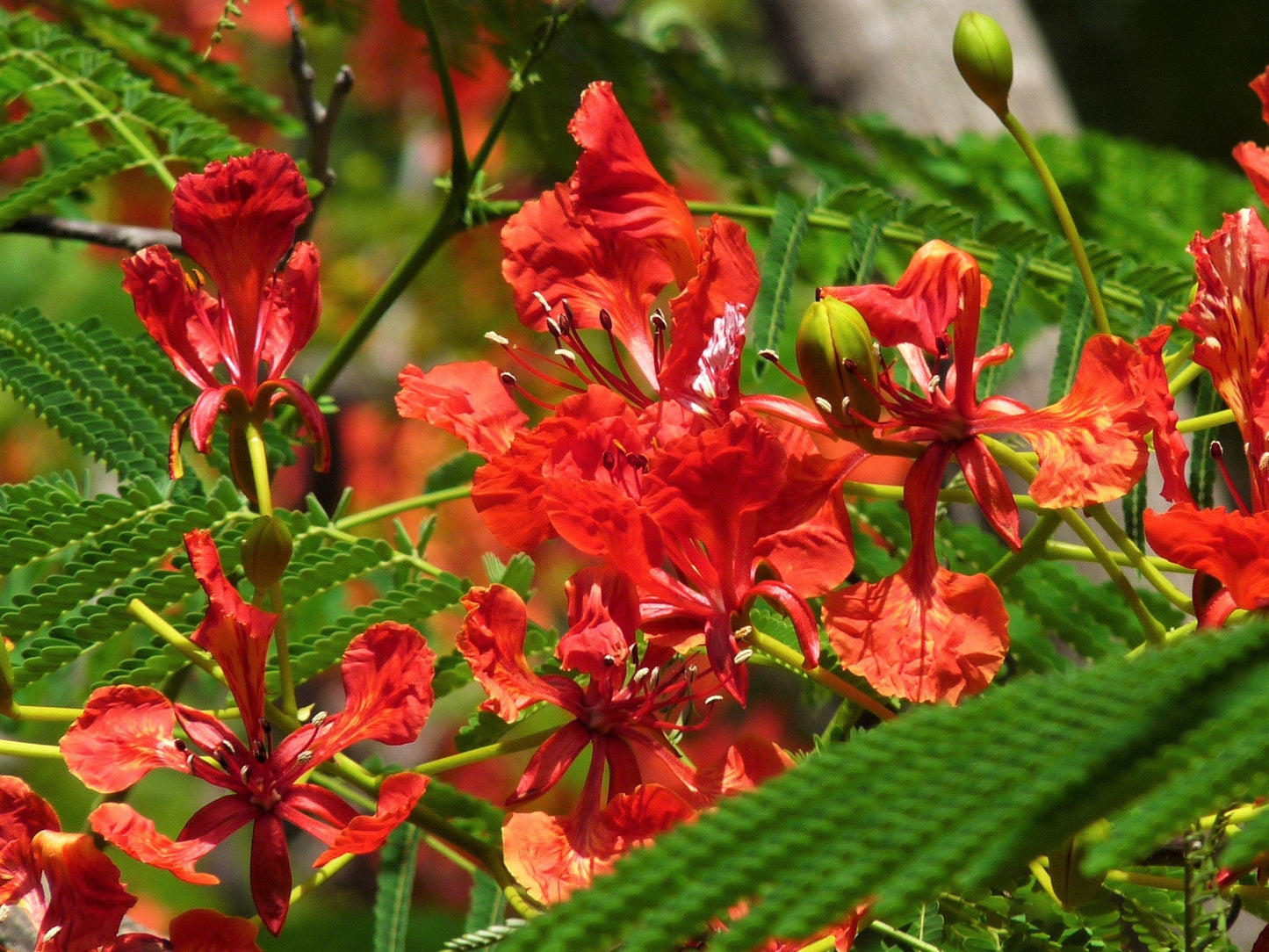 10 Red Bird of Paradise (Caesalpinia Pulcherrima) Seeds