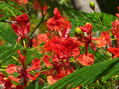 10 Red Bird of Paradise (Caesalpinia Pulcherrima) Seeds