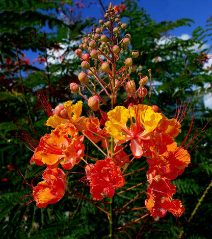 10 Red Bird of Paradise (Caesalpinia Pulcherrima) Seeds