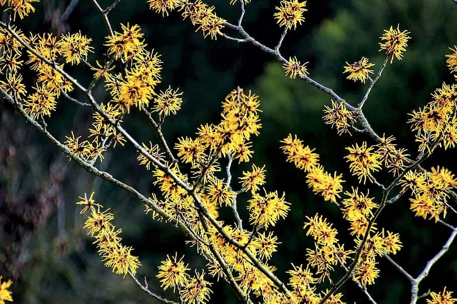25 American Witch Hazel (Hamamelis Virginiana) Seeds