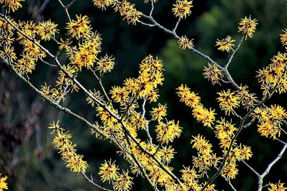 25 American Witch Hazel (Hamamelis Virginiana) Seeds