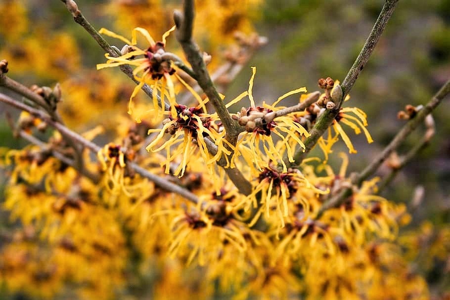 25 American Witch Hazel (Hamamelis Virginiana) Seeds