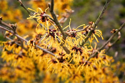 25 American Witch Hazel (Hamamelis Virginiana) Seeds