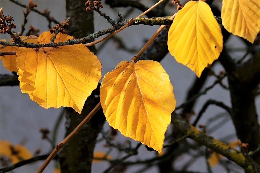 25 American Witch Hazel (Hamamelis Virginiana) Seeds