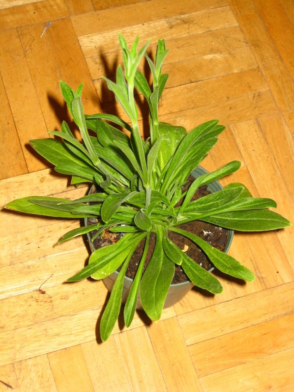 10 African Dream Root (Silene Undulata) Seeds