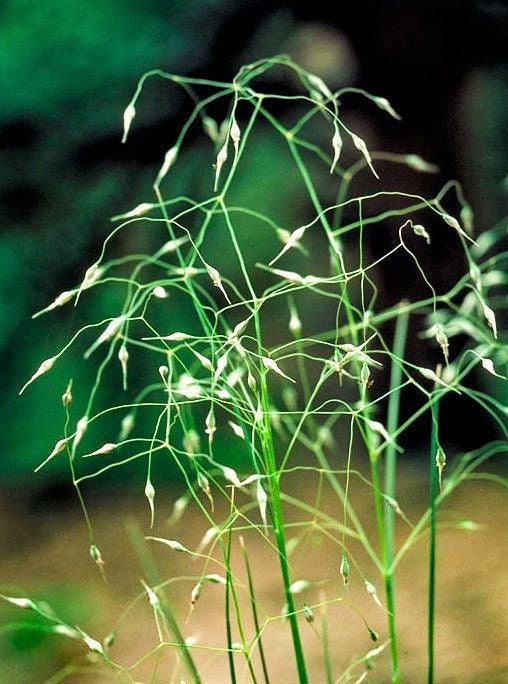 500 Indian Ricegrass Nezpar (Oryzopsis Hymenoides) Seeds