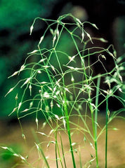 500 Indian Ricegrass Nezpar (Oryzopsis Hymenoides) Seeds