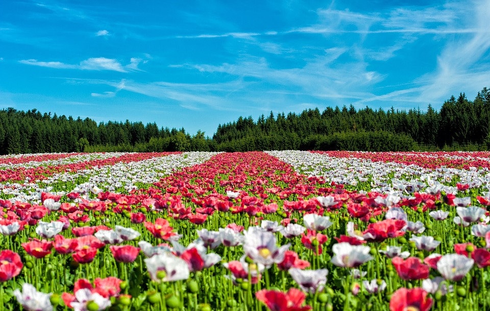 250 Afghan Blue Poppy (Papaver Somniferum) Seeds