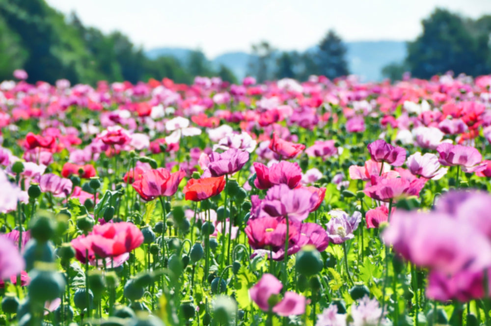 250 Afghan Blue Poppy (Papaver Somniferum) Seeds