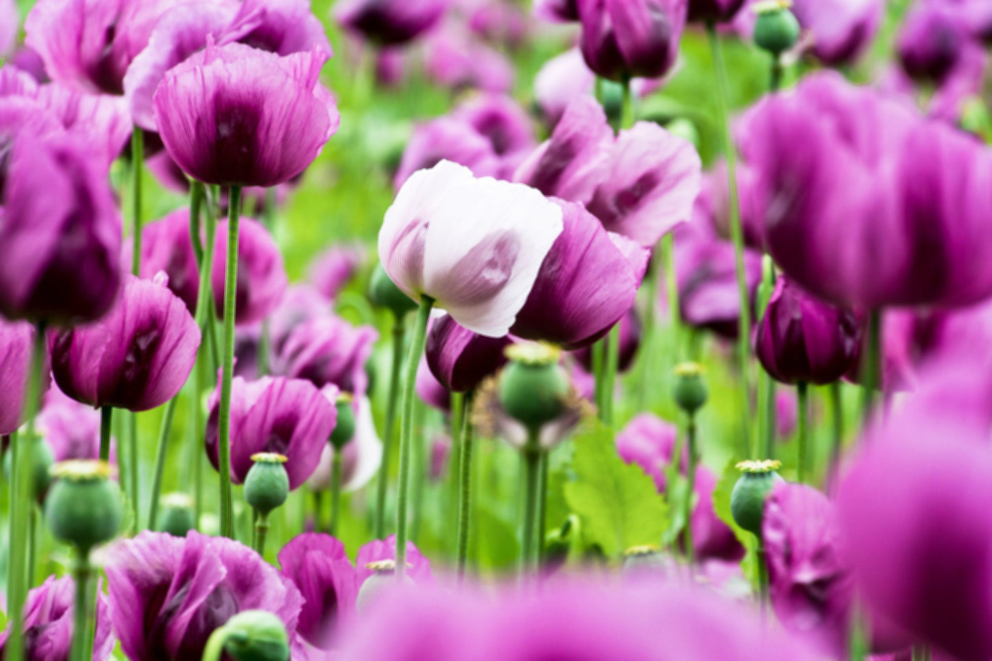 250 Afghan Blue Poppy (Papaver Somniferum) Seeds