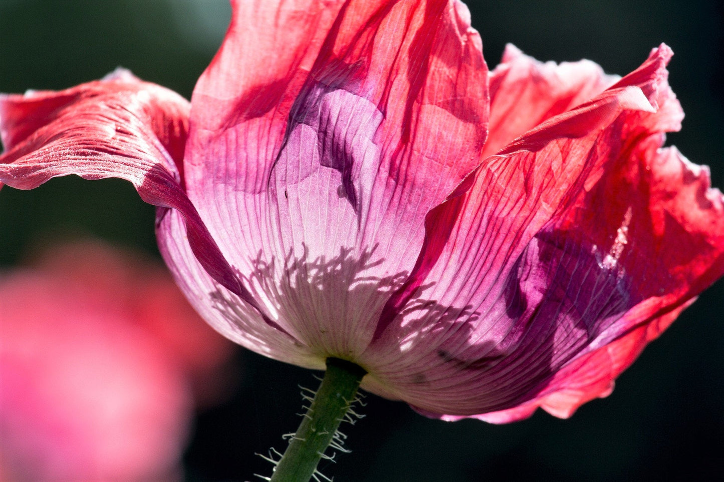 250 Afghan Blue Poppy (Papaver Somniferum) Seeds