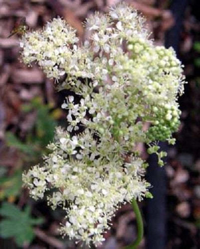 20 Meadowsweet (Filipendula Ulmaria) Seeds