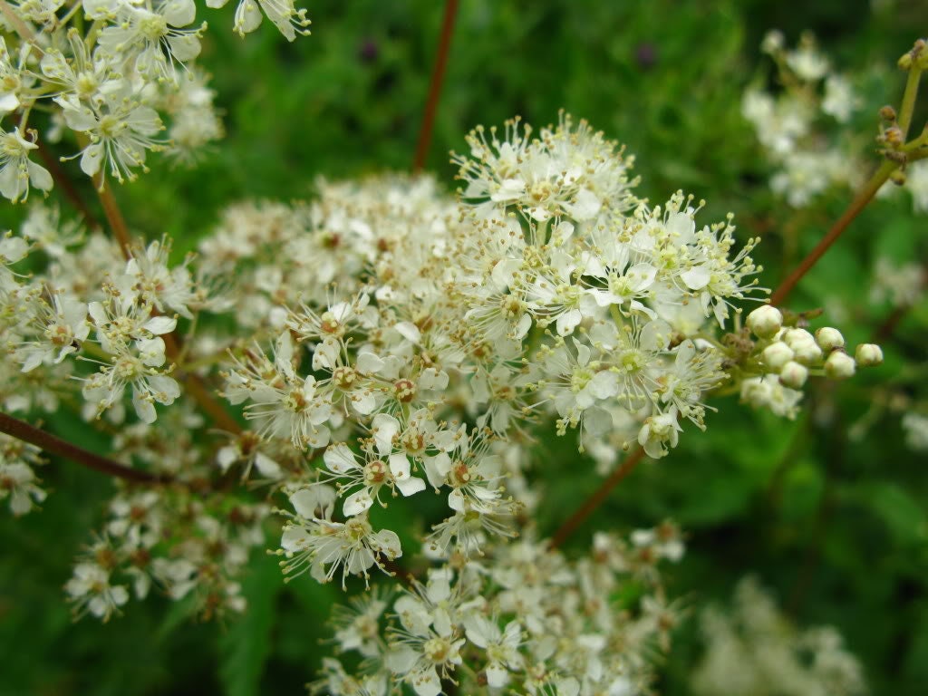 20 Meadowsweet (Filipendula Ulmaria) Seeds