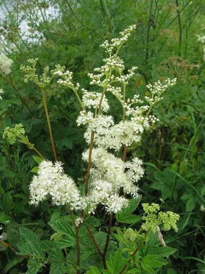 20 Meadowsweet (Filipendula Ulmaria) Seeds