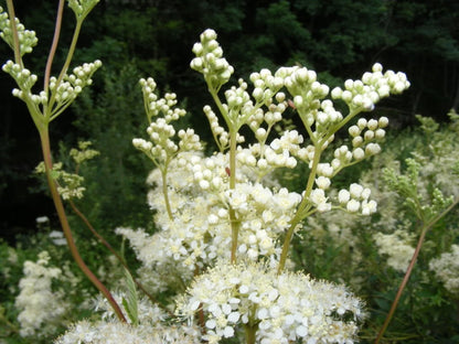 20 Meadowsweet (Filipendula Ulmaria) Seeds
