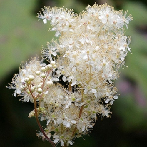 20 Meadowsweet (Filipendula Ulmaria) Seeds
