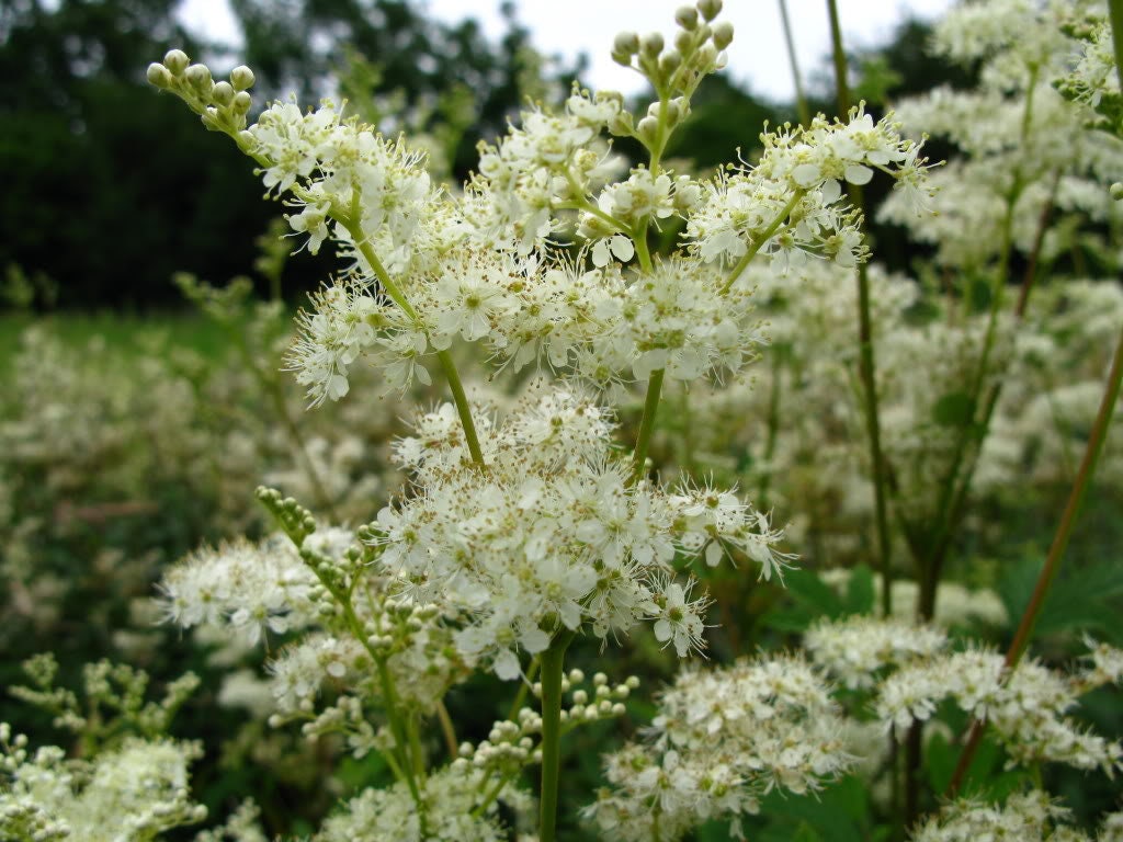 20 Meadowsweet (Filipendula Ulmaria) Seeds