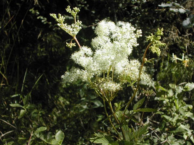 20 Meadowsweet (Filipendula Ulmaria) Seeds