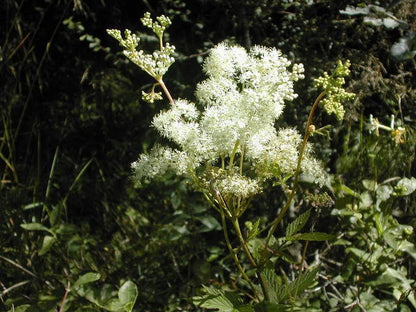 20 Meadowsweet (Filipendula Ulmaria) Seeds