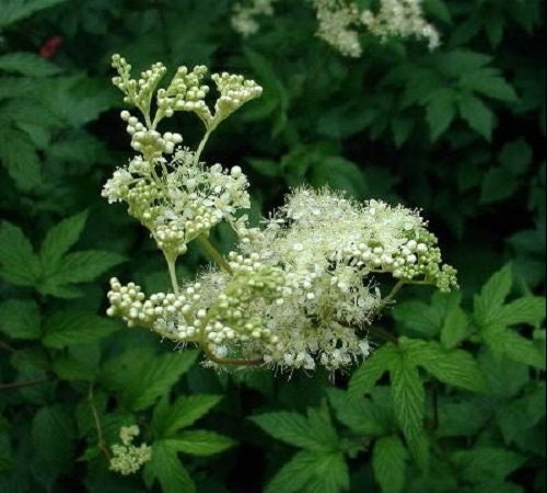 20 Meadowsweet (Filipendula Ulmaria) Seeds