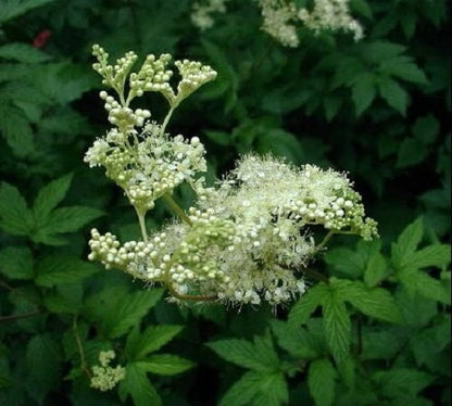 20 Meadowsweet (Filipendula Ulmaria) Seeds