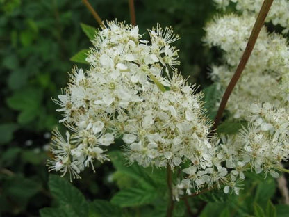 20 Meadowsweet (Filipendula Ulmaria) Seeds