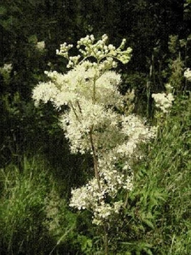 20 Meadowsweet (Filipendula Ulmaria) Seeds