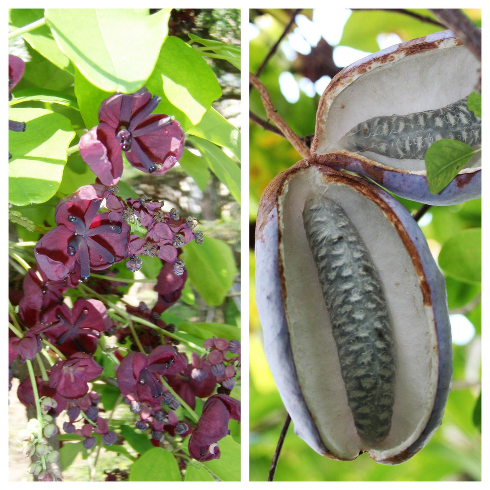 100 - 1000 Bulk Chocolate Vine (Akebia Quinata) Seeds