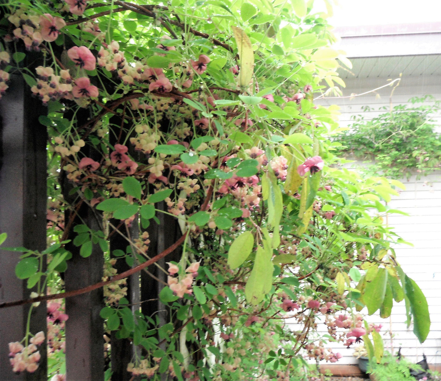 100 - 1000 Bulk Chocolate Vine (Akebia Quinata) Seeds
