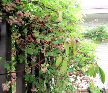 100 - 1000 Bulk Chocolate Vine (Akebia Quinata) Seeds