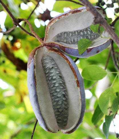 100 - 1000 Bulk Chocolate Vine (Akebia Quinata) Seeds