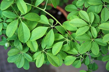 100 - 1000 Bulk Chocolate Vine (Akebia Quinata) Seeds