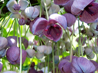 100 - 1000 Bulk Chocolate Vine (Akebia Quinata) Seeds
