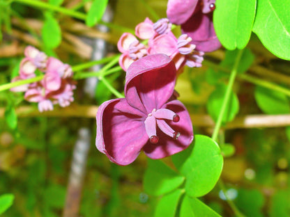 100 - 1000 Bulk Chocolate Vine (Akebia Quinata) Seeds