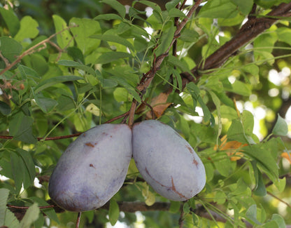 100 - 1000 Bulk Chocolate Vine (Akebia Quinata) Seeds