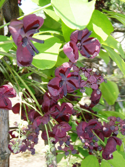 100 - 1000 Bulk Chocolate Vine (Akebia Quinata) Seeds