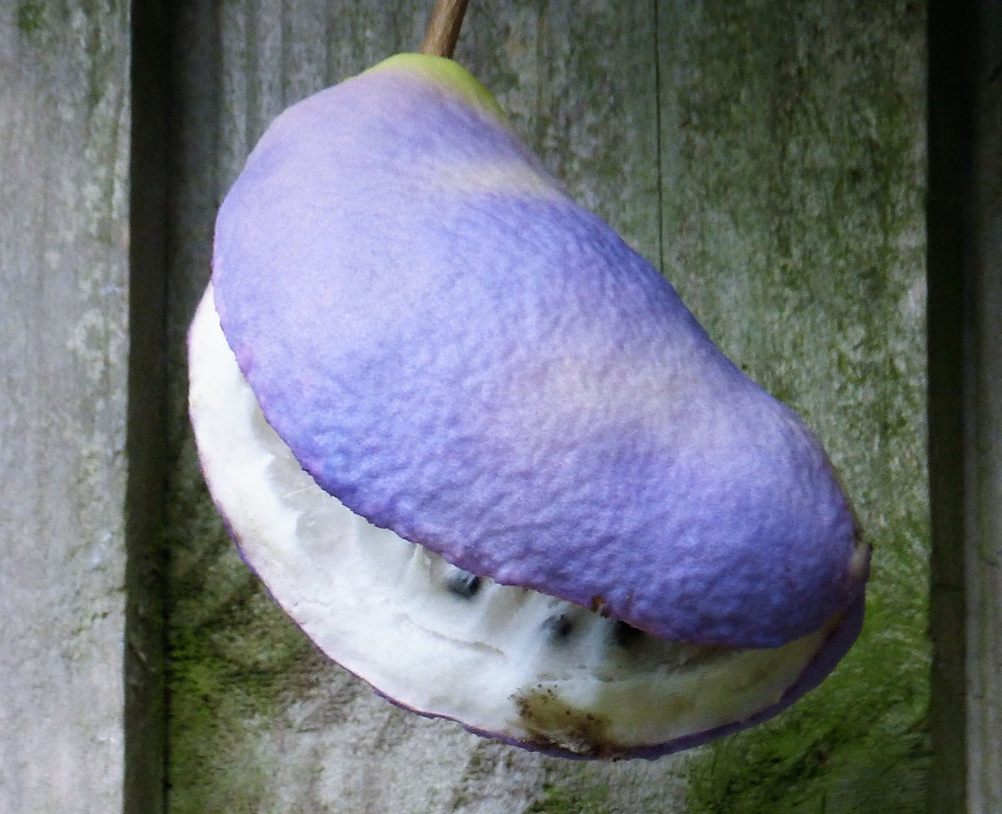 100 - 1000 Bulk Chocolate Vine (Akebia Quinata) Seeds