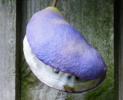 100 - 1000 Bulk Chocolate Vine (Akebia Quinata) Seeds