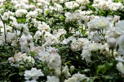 5 White Rose (Rosa) Seeds