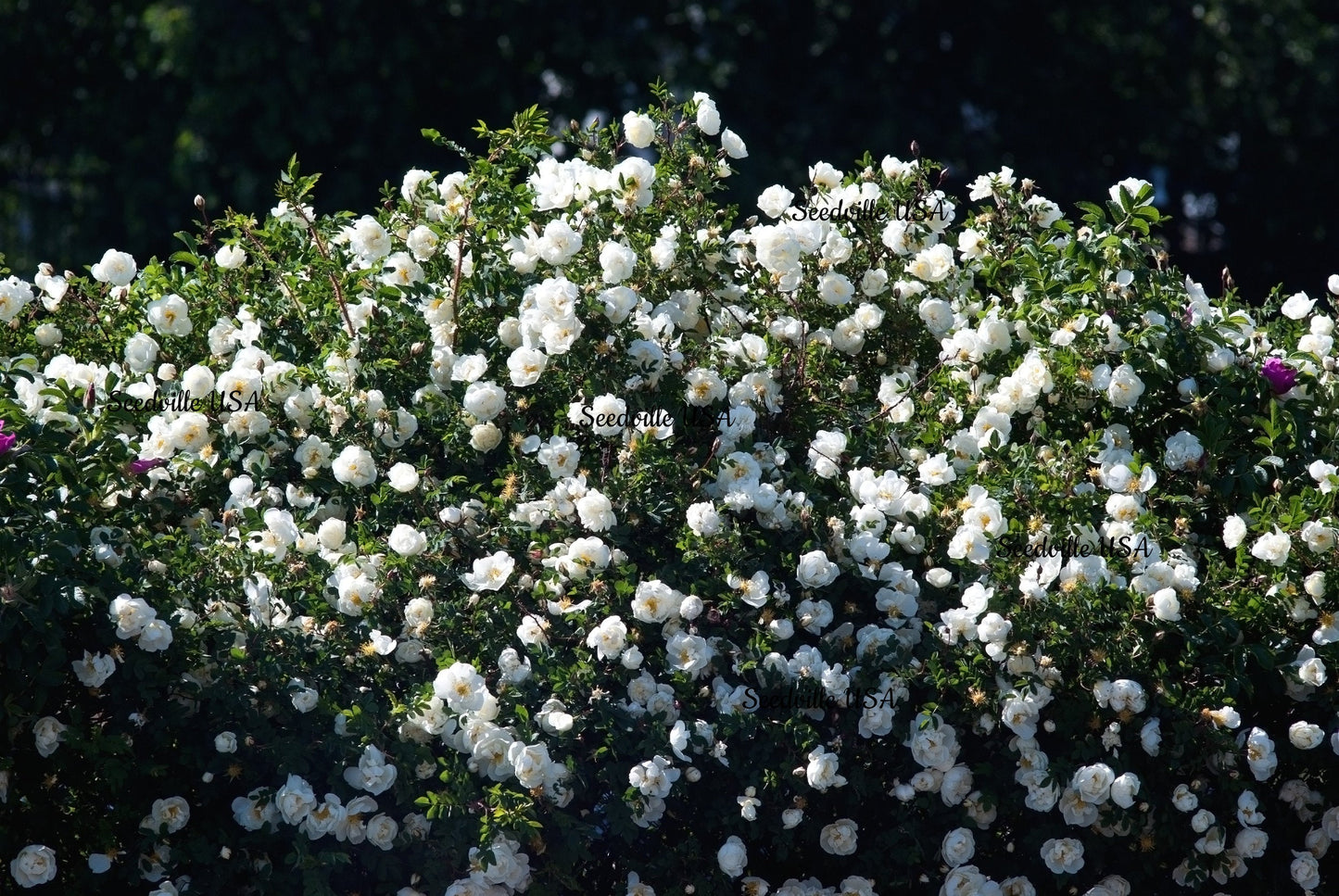 5 White Rose (Rosa) Seeds