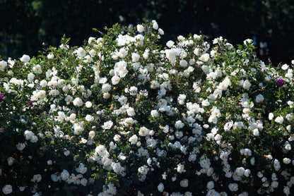 5 White Rose (Rosa) Seeds