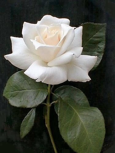 5 White Rose (Rosa) Seeds