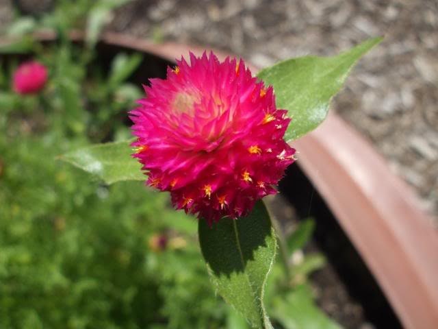 50 Globe Amaranth (Gomphrena Globosa) Seeds