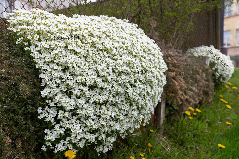 800 White Alpine Rockcress (Arabis Alpina) Seeds