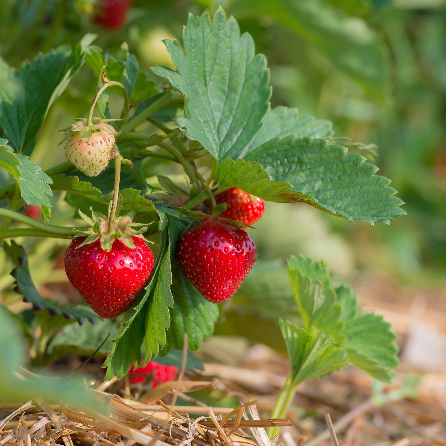 100 Alpine Strawberry (Fragaria Vesca) Seeds