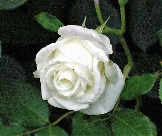5 White Rose (Rosa) Seeds