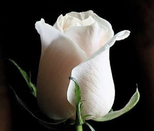 5 White Rose (Rosa) Seeds